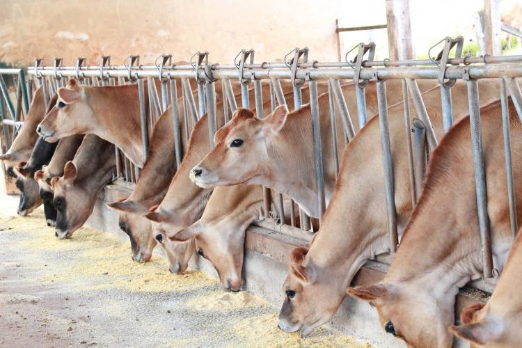 Estado inicia fiscalização dos produtores rurais que não atualizaram rebanho