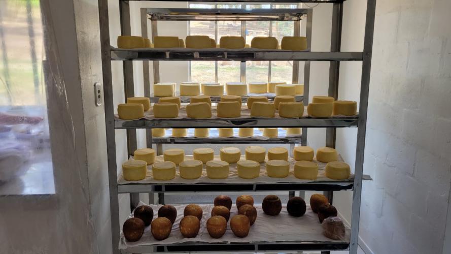 Certificação de ausência de brucelose e tuberculose garante lucratividade no ramo leiteiro