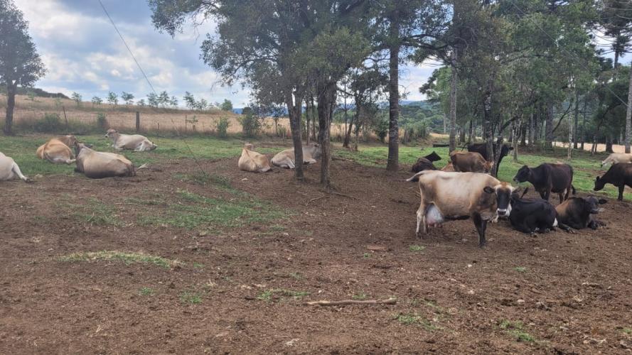 Certificação de ausência de brucelose e tuberculose garante lucratividade no ramo leiteiro