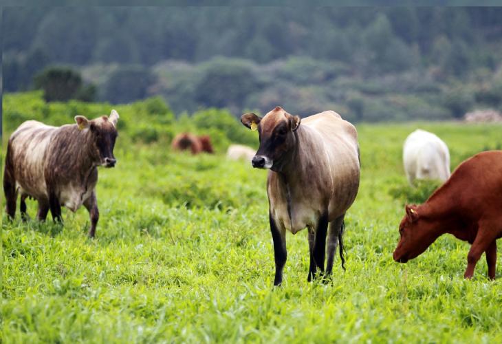 Chancela como área livre de febre aftosa sem vacinação foi a marca da defesa agropecuária em 2021