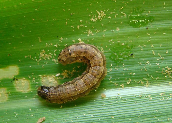 Sistema de Agricultura alerta sobre cuidados com pragas das pastagens