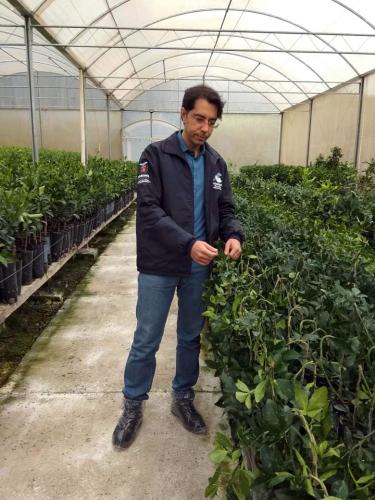 Vale do Ribeira busca reconhecimento como como Área Livre de Praga - Cancro Cítrico