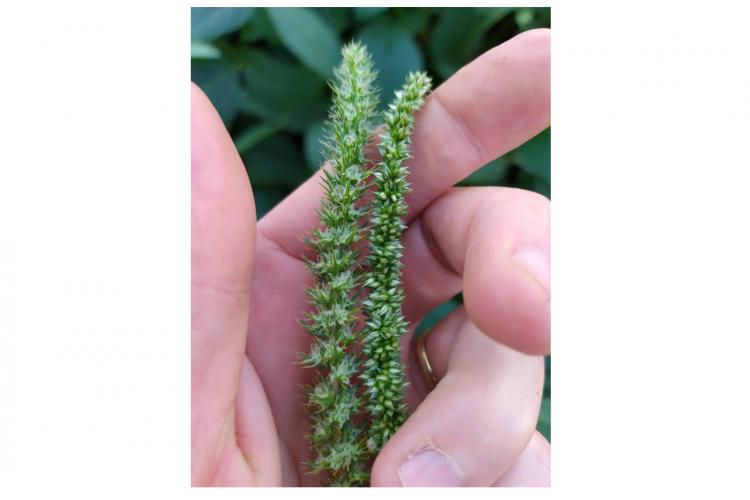 O Amaranthus palmeri é de crescimento rápido e extremamente agressivo. Há registro da presença em Mato Grosso e Mato Grosso do Sul. O produtor deve realizar monitoramento na propriedade e, em caso de suspeita de ocorrência, comunicar imediatamente a Adapar.