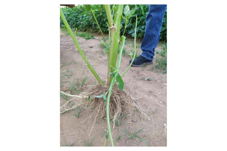 O Amaranthus palmeri é de crescimento rápido e extremamente agressivo. Há registro da presença em Mato Grosso e Mato Grosso do Sul. O produtor deve realizar monitoramento na propriedade e, em caso de suspeita de ocorrência, comunicar imediatamente a Adapar.