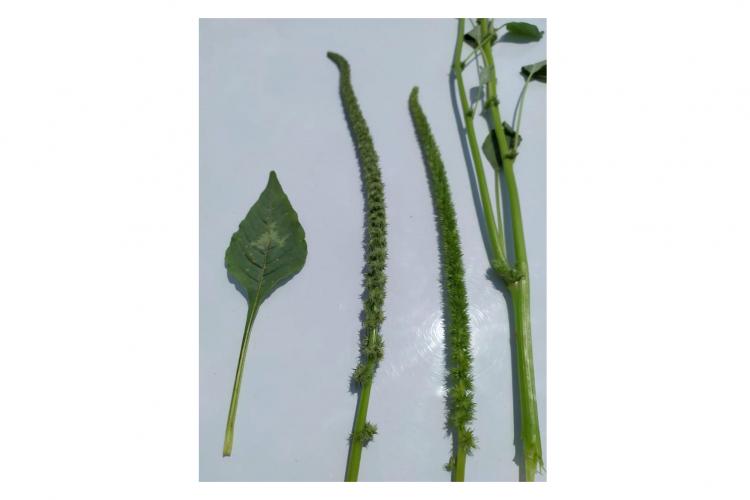 O Amaranthus palmeri é de crescimento rápido e extremamente agressivo. Há registro da presença em Mato Grosso e Mato Grosso do Sul. O produtor deve realizar monitoramento na propriedade e, em caso de suspeita de ocorrência, comunicar imediatamente a Adapar.