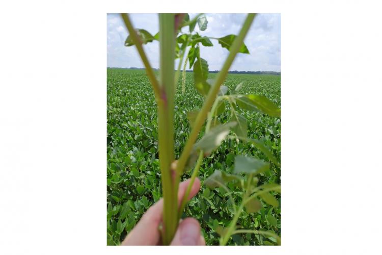 O Amaranthus palmeri é de crescimento rápido e extremamente agressivo. Há registro da presença em Mato Grosso e Mato Grosso do Sul. O produtor deve realizar monitoramento na propriedade e, em caso de suspeita de ocorrência, comunicar imediatamente a Adapar.