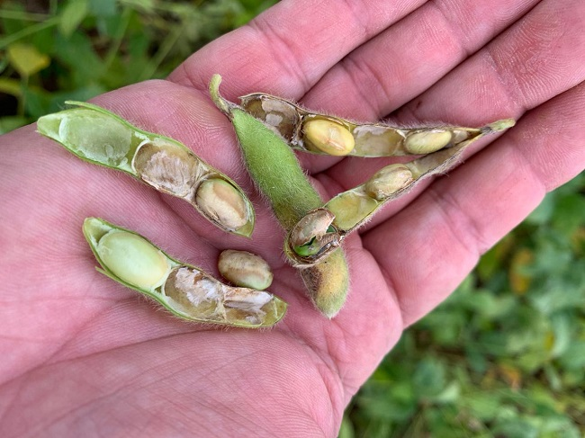 Podridão de grãos/Embrapa