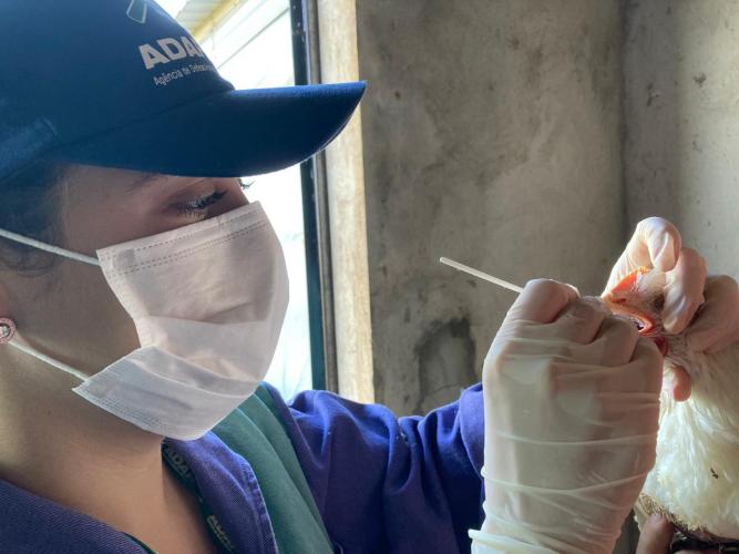 Adapar em fase final da vigilância ativa de aves