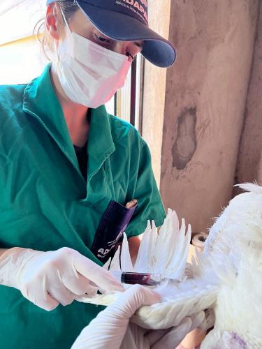 Adapar em fase final da vigilância ativa de aves