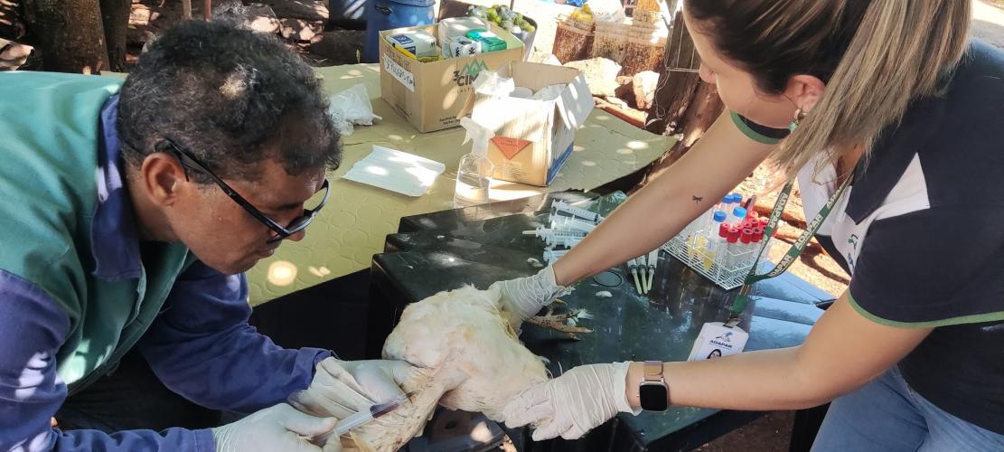 Adapar encerra a vigilância ativa de aves