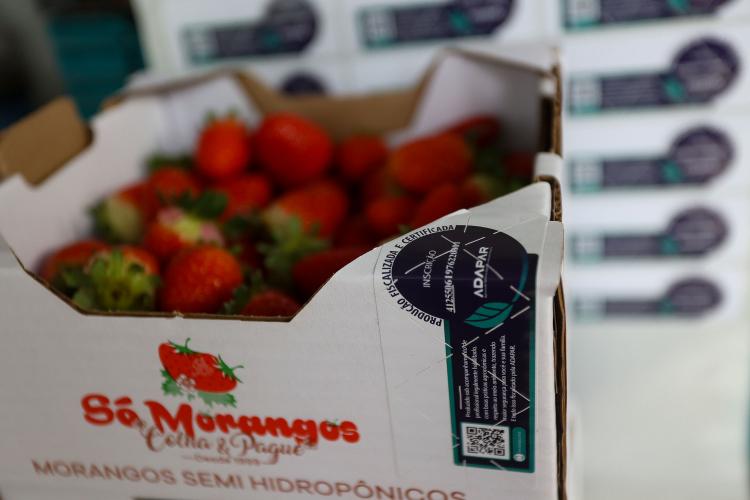 morangos_1