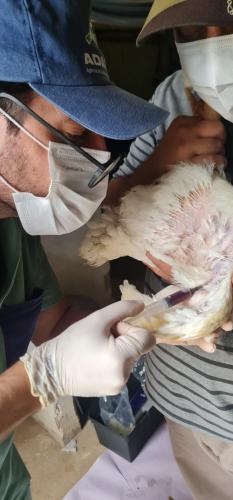 Adapar encerra a vigilância ativa de aves