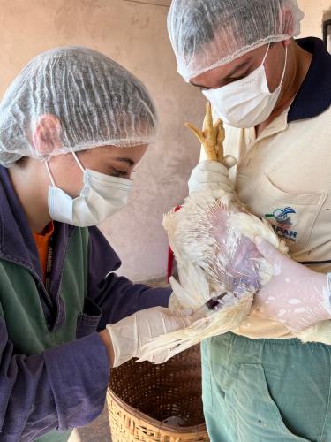 Adapar encerra a vigilância ativa de aves