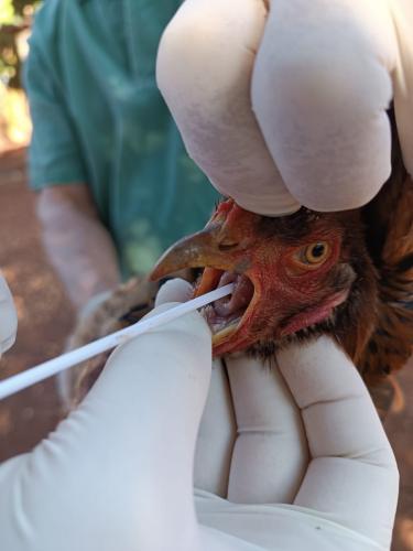 Adapar encerra a vigilância ativa de aves