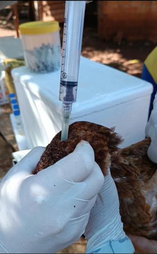 Adapar encerra a vigilância ativa de aves