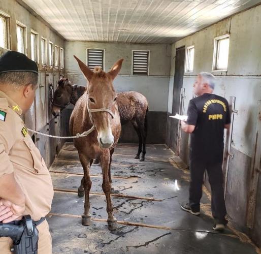 OPERAÇÃO_adapar e iat