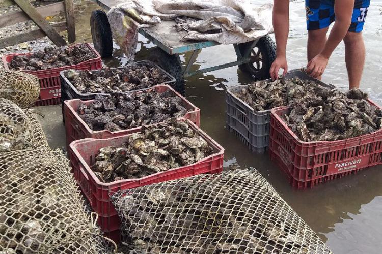 Criatório de ostras no litoral -