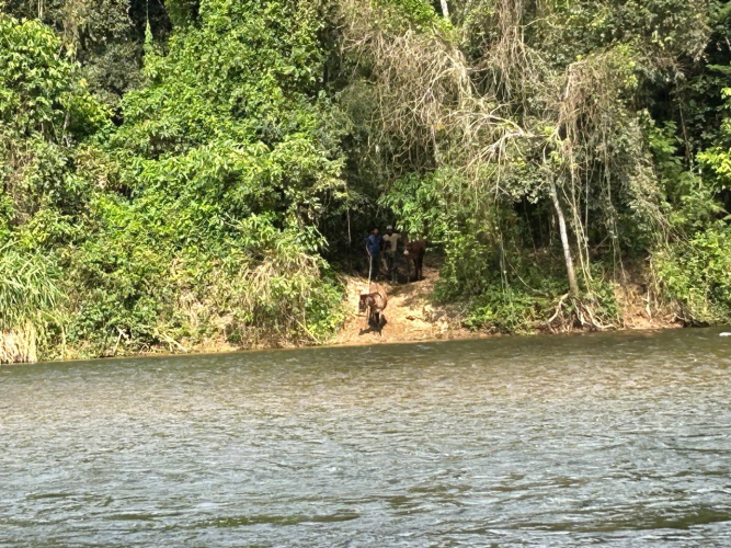 operação IAT_Adapar