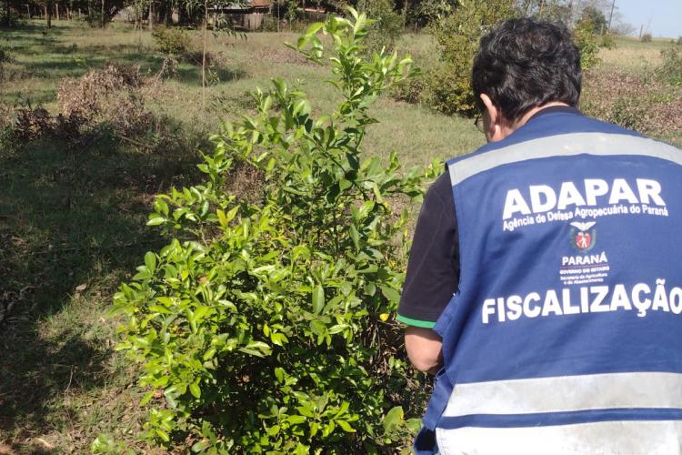 operação greening_adapar1