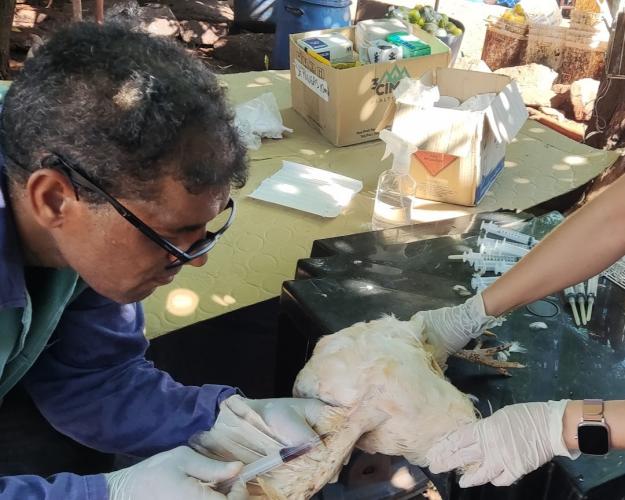 vigilância ativa ia e new_5