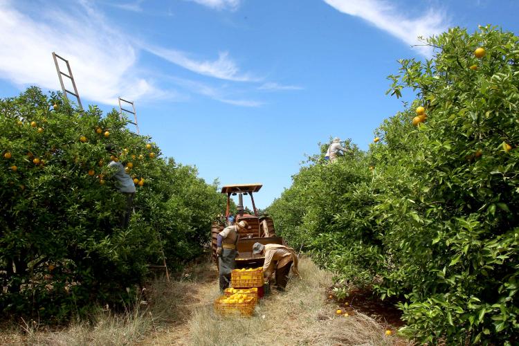Plantação de laranjas. Nova América da Colina,09/10/2019 Foto:Jaelson Lucas / AEN