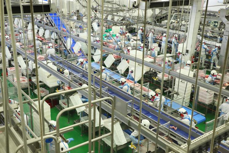 suínos_adapar_recorde