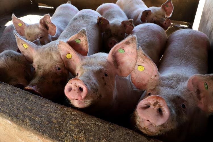 exportação de suínos_chile