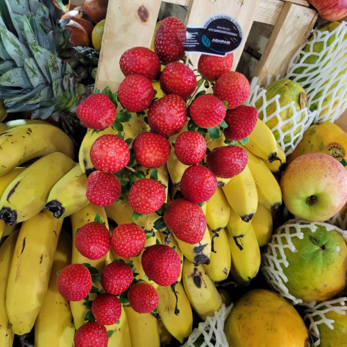 selo morangos_Adapar2