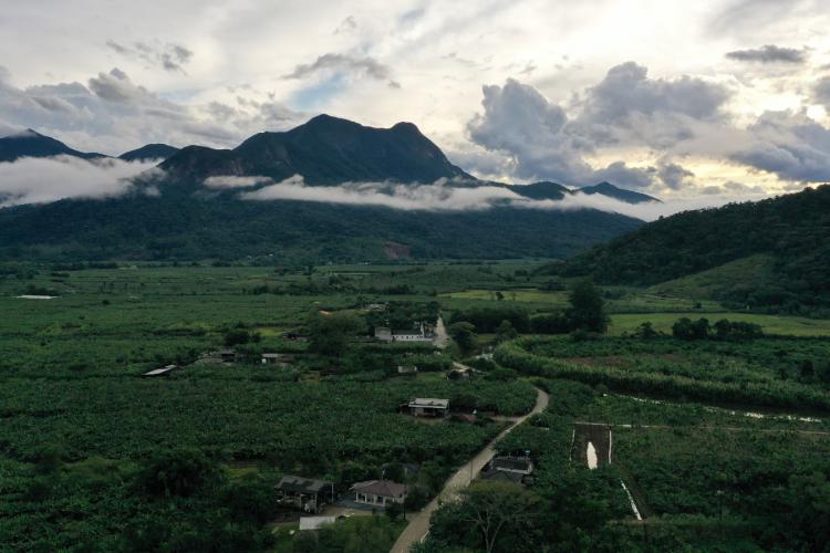 bananicultura_litoral2