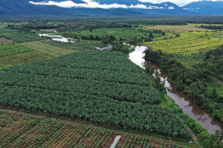 bananicultura_litoral4