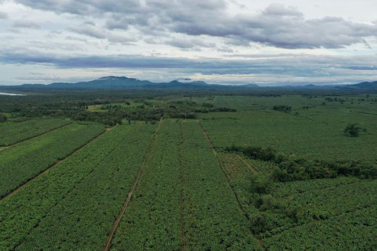 bananicultura_litoral3