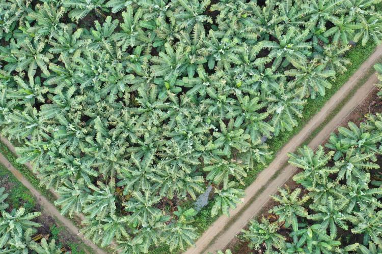 bananicultura_litoral3