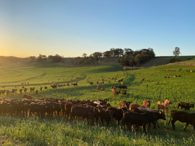Adapar recebe comitiva do Japão para auditorias sanitárias