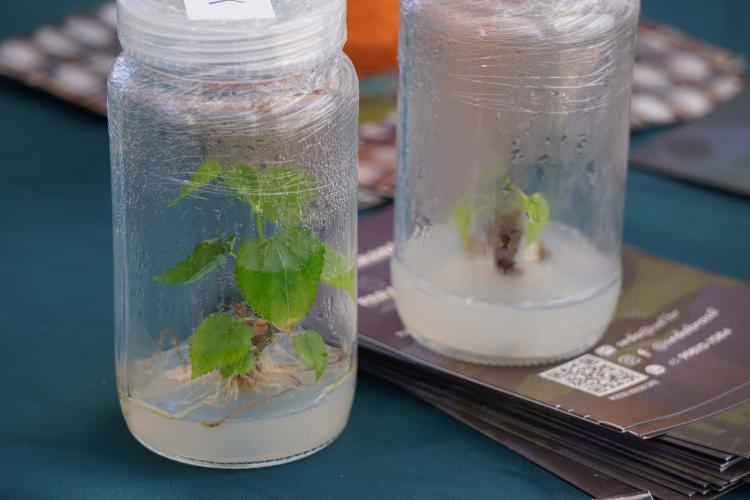 O município de Cruzeiro do Sul, localizado na região Noroeste, recebeu nesta quarta-feira (23) o 41º Encontro de Sericicultores do Paraná. Um dos destaques foi a divulgação das dez finalistas do Concurso Seda Paraná, iniciativa da Secretaria de Estado da Agricultura e do Abastecimento