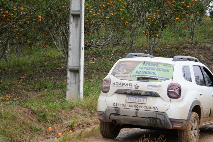 Com a finalidade de proteger os pomares de ponkan em Doutor Ulysses e Cerro Azul, cidades do Vale do Ribeira, na região metropolitana de Curitiba, fiscais da Agência de Defesa Agropecuária do Paraná (Adapar) estão orientando os produtores sobre os cuidados com o greening, principal doença que afeta a citricultura no mundo.
