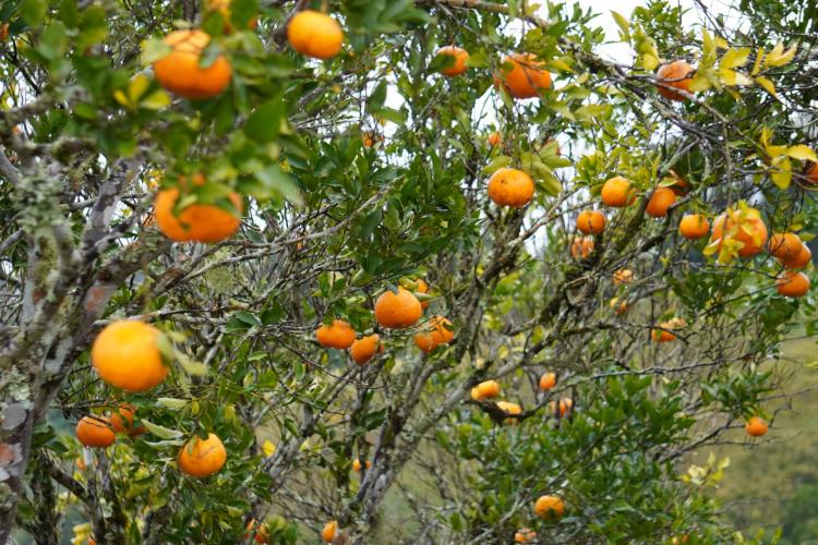 Com a finalidade de proteger os pomares de ponkan em Doutor Ulysses e Cerro Azul, cidades do Vale do Ribeira, na Região Metropolitana de Curitiba, fiscais da Agência de Defesa Agropecuária do Paraná (Adapar) estão orientando os produtores sobre os cuidados com o greening, principal doença que afeta a citricultura no mundo. Pablo Aqsenen / Adapar