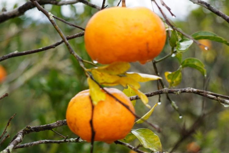 Com a finalidade de proteger os pomares de ponkan em Doutor Ulysses e Cerro Azul, cidades do Vale do Ribeira, na região metropolitana de Curitiba, fiscais da Agência de Defesa Agropecuária do Paraná (Adapar) estão orientando os produtores sobre os cuidados com o greening, principal doença que afeta a citricultura no mundo.