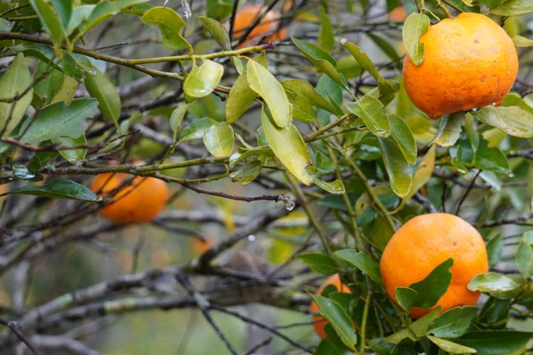 Com a finalidade de proteger os pomares de ponkan em Doutor Ulysses e Cerro Azul, cidades do Vale do Ribeira, na região metropolitana de Curitiba, fiscais da Agência de Defesa Agropecuária do Paraná (Adapar) estão orientando os produtores sobre os cuidados com o greening, principal doença que afeta a citricultura no mundo.