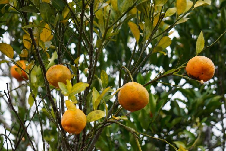 Com a finalidade de proteger os pomares de ponkan em Doutor Ulysses e Cerro Azul, cidades do Vale do Ribeira, na região metropolitana de Curitiba, fiscais da Agência de Defesa Agropecuária do Paraná (Adapar) estão orientando os produtores sobre os cuidados com o greening, principal doença que afeta a citricultura no mundo.