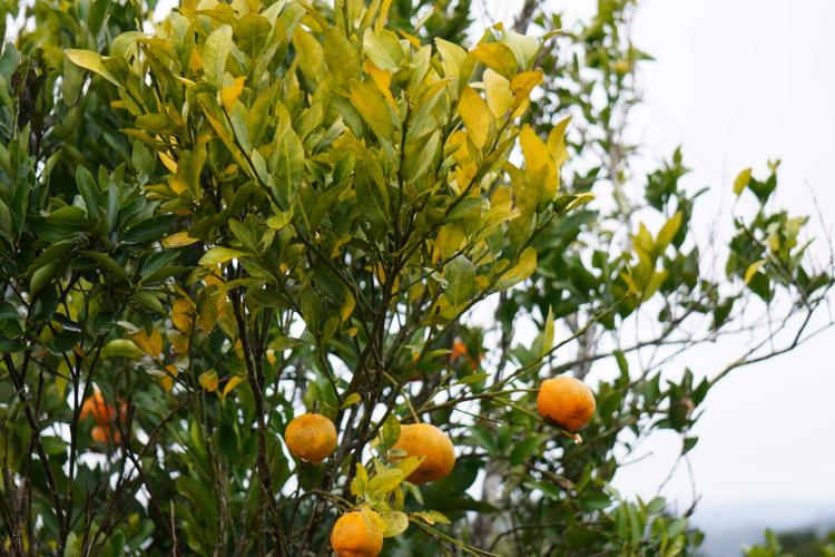 Com a finalidade de proteger os pomares de ponkan em Doutor Ulysses e Cerro Azul, cidades do Vale do Ribeira, na Região Metropolitana de Curitiba, fiscais da Agência de Defesa Agropecuária do Paraná (Adapar) estão orientando os produtores sobre os cuidados com o greening, principal doença que afeta a citricultura no mundo.