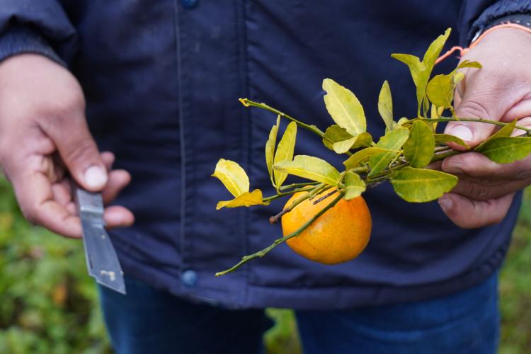 om a finalidade de proteger os pomares de ponkan em Doutor Ulysses e Cerro Azul, cidades do Vale do Ribeira, na região metropolitana de Curitiba, fiscais da Agência de Defesa Agropecuária do Paraná (Adapar) estão orientando os produtores sobre os cuidados com o greening, principal doença que afeta a citricultura no mundo.