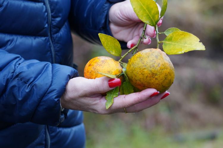 om a finalidade de proteger os pomares de ponkan em Doutor Ulysses e Cerro Azul, cidades do Vale do Ribeira, na região metropolitana de Curitiba, fiscais da Agência de Defesa Agropecuária do Paraná (Adapar) estão orientando os produtores sobre os cuidados com o greening, principal doença que afeta a citricultura no mundo.