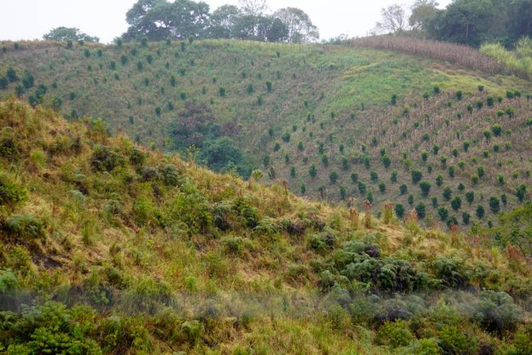 Com a finalidade de proteger os pomares de ponkan em Doutor Ulysses e Cerro Azul, cidades do Vale do Ribeira, na região metropolitana de Curitiba, fiscais da Agência de Defesa Agropecuária do Paraná (Adapar) estão orientando os produtores sobre os cuidados com o greening, principal doença que afeta a citricultura no mundo.
