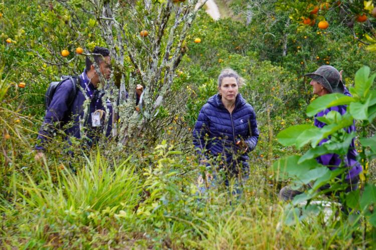 Com a finalidade de proteger os pomares de ponkan em Doutor Ulysses e Cerro Azul, cidades do Vale do Ribeira, na região metropolitana de Curitiba, fiscais da Agência de Defesa Agropecuária do Paraná (Adapar) estão orientando os produtores sobre os cuidados com o greening, principal doença que afeta a citricultura no mundo.
