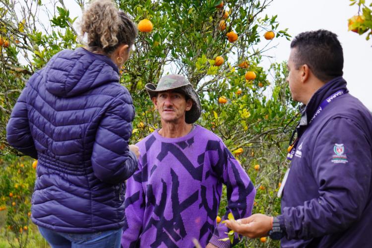 Com a finalidade de proteger os pomares de ponkan em Doutor Ulysses e Cerro Azul, cidades do Vale do Ribeira, na região metropolitana de Curitiba, fiscais da Agência de Defesa Agropecuária do Paraná (Adapar) estão orientando os produtores sobre os cuidados com o greening, principal doença que afeta a citricultura no mundo.