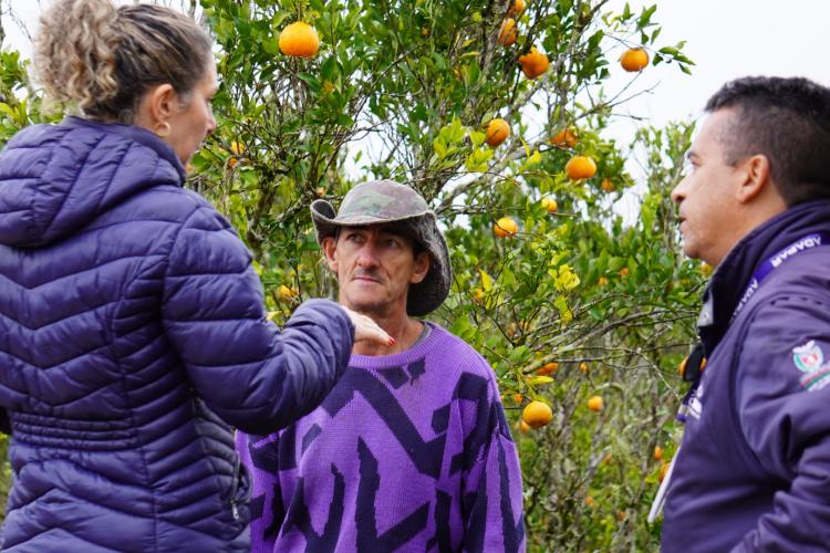 Com a finalidade de proteger os pomares de ponkan em Doutor Ulysses e Cerro Azul, cidades do Vale do Ribeira, na região metropolitana de Curitiba, fiscais da Agência de Defesa Agropecuária do Paraná (Adapar) estão orientando os produtores sobre os cuidados com o greening, principal doença que afeta a citricultura no mundo.