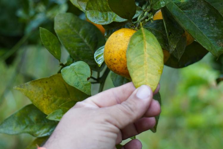 Com a finalidade de proteger os pomares de ponkan em Doutor Ulysses e Cerro Azul, cidades do Vale do Ribeira, na região metropolitana de Curitiba, fiscais da Agência de Defesa Agropecuária do Paraná (Adapar) estão orientando os produtores sobre os cuidados com o greening, principal doença que afeta a citricultura no mundo.