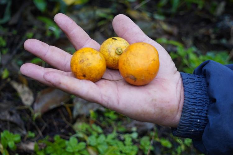 Com a finalidade de proteger os pomares de ponkan em Doutor Ulysses e Cerro Azul, cidades do Vale do Ribeira, na região metropolitana de Curitiba, fiscais da Agência de Defesa Agropecuária do Paraná (Adapar) estão orientando os produtores sobre os cuidados com o greening, principal doença que afeta a citricultura no mundo.