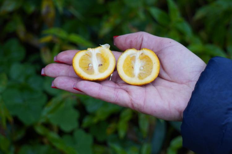 Com a finalidade de proteger os pomares de ponkan em Doutor Ulysses e Cerro Azul, cidades do Vale do Ribeira, na região metropolitana de Curitiba, fiscais da Agência de Defesa Agropecuária do Paraná (Adapar) estão orientando os produtores sobre os cuidados com o greening, principal doença que afeta a citricultura no mundo.