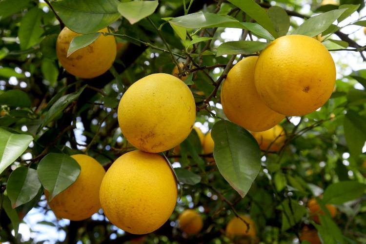 Estado prorroga por 180 dias emergência fitossanitária contra o greening